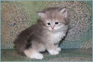 Male Siberian Kitten from Deedlebug Siberian